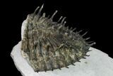 Tail Of Super Spiny Spiniscabrella Trilobite - Issoumour, Morocco #170713-5